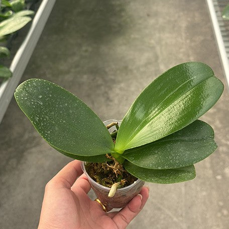 176170459365-Phal.%20Chiada%20Stacy%20%E6%A4%8D%E6%A0%AA2.5''1.jpg
