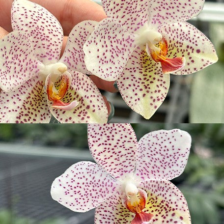 176170690524-Phal.%20gigantea%20'Jumbo%20Bay'%20%C3%97%20stuartiana%20'Jumbo'%20%E8%8A%B12.jpg