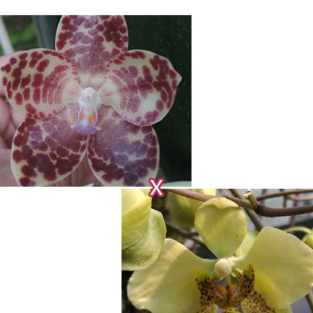 176170690526-Phal.%20gigantea%20'Jumbo%20Bay'%20%C3%97%20stuartiana%20'Jumbo'%20%E8%8A%B11.jpg