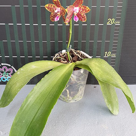 176170759783-Phal.%20(%20Hais%20Fox%20%C3%97%20Gelblieber%20)%20%C3%97%20Zheng%20Min%20Tyrannosaurus%20%E8%8A%B13.jpg