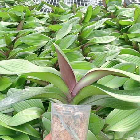176179280070-Phal.%20Charming%20Oriental%20Beauty%20'1150'%20%E6%A4%8D%E6%A0%AA3''%201.jpg