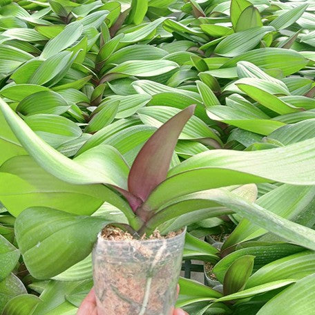 176179280095-Phal.%20Charming%20Oriental%20Beauty%20'1150'%20%E6%A4%8D%E6%A0%AA3''%202.jpg