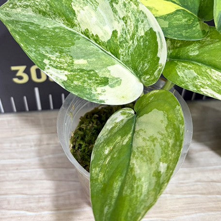 Scindapsus – OrchidBox Wholesale