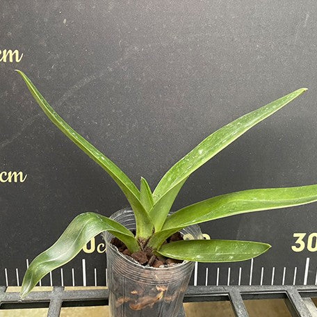 176181148573-Paph.%20Complex%20type%20'Red'%20%C3%97%20sib%20%E6%A4%8D%E6%A0%AA2.5''%201.jpg
