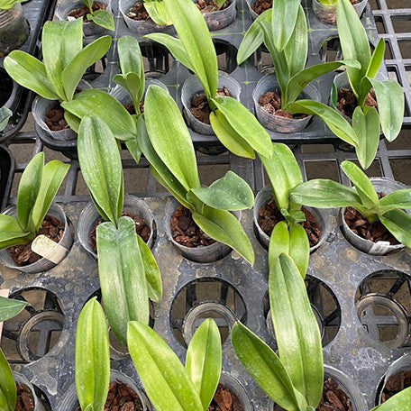 176181218839-Paph.%20Complex%20type%20'Green'%20%C3%97%20sib%20%E6%A4%8D%E6%A0%AA2.5''%203.jpg