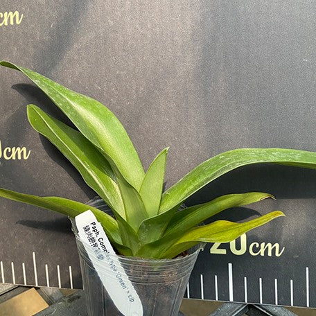 176181218866-Paph.%20Complex%20type%20'Green'%20%C3%97%20sib%20%E6%A4%8D%E6%A0%AA2.5''%202.jpg