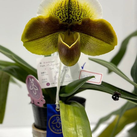 176181570558-Paph.%20Mukoyama%20Green%20x%20Tree%20of%20Enzan%20BM%20TPS%20%E8%8A%B11.jpg