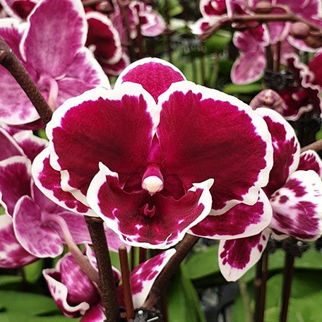 176189457685-Phal.%20Miki%20Pink%20Panther%20(peloric%20-%203%20lips)%20%E8%8A%B14.jpg
