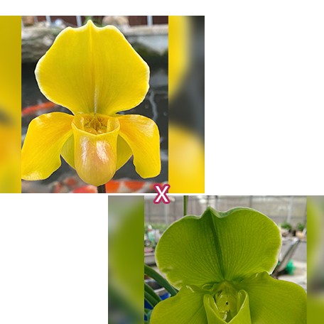 176190412523-Paph.%20In-Charm%20Gold%20%C3%97%20Complex%20type%20'Green'%20%E9%A0%B4%E5%B7%9DGold%20%C3%97%20%E7%B6%A0%E9%A4%85%20%E8%8A%B11.jpg