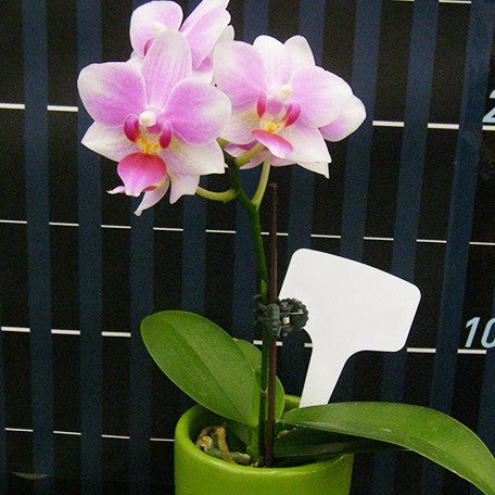 176215449856-Phal.%20Younghome%20Fragrance%20Lover%20'05141'%20%E6%B0%B8%E5%AE%8F%E9%A6%99%E5%A6%83'05141'%20%E8%8A%B13.jpg