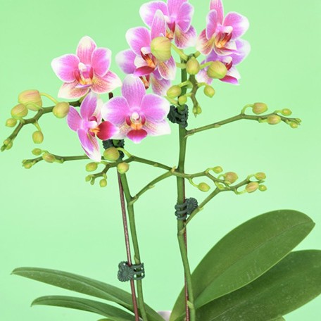 176215449859-Phal.%20Younghome%20Fragrance%20Lover%20'05141'%20%E6%B0%B8%E5%AE%8F%E9%A6%99%E5%A6%83'05141'%20%E8%8A%B11.jpg