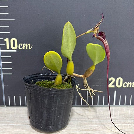 176230616297-Bulb.%20putidum%20%C3%97%20sib%20%E6%A4%8D%E6%A0%AA2.5''2.jpg