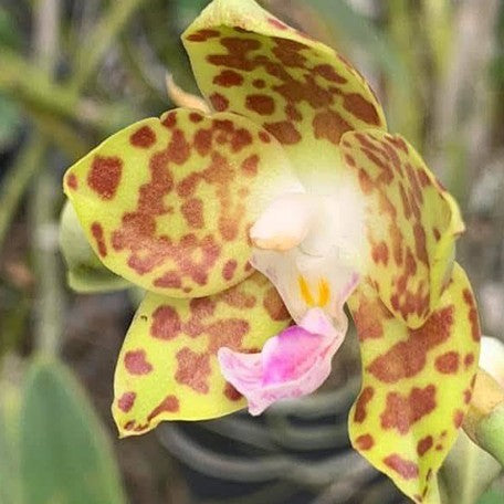 176231025231-Phal.%20hygrochila%20%E6%BF%95%E5%94%87%E8%98%AD%20%E8%8A%B12.jpg