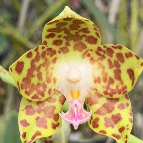176231025275-Phal.%20hygrochila%20%E6%BF%95%E5%94%87%E8%98%AD%20%E8%8A%B11.jpg