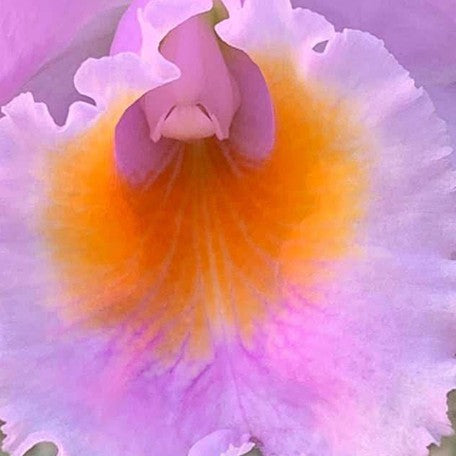 176231263874-C.%20schroederae%20%C3%97%20sib%20%E8%8A%B13.jpg