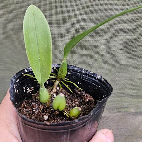 176231947999-Bulb.%20glebulosum%20%C3%97%20sib%20%E6%A4%8D%E6%A0%AA2.5''%201.jpg