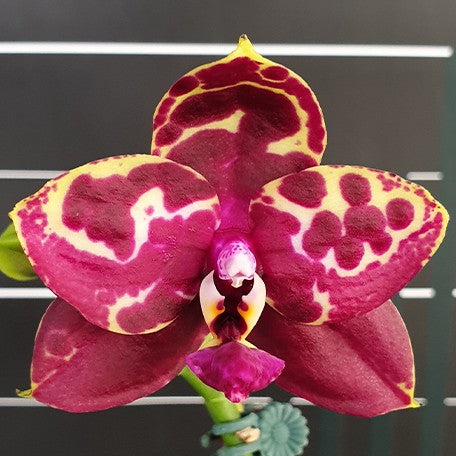 176232478263-Phal.%20Yellow%20Anaconda%20%E8%8A%B12.jpg