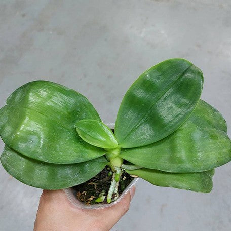 176241835821-Phal.%20bellina%20%C3%97%20sib%20%E6%A4%8D%E6%A0%AA2.5''1.jpg