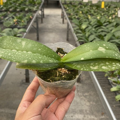 176250568331-Phal.%20amabilis%20'Surabaya'%20%C3%97%20sib%20%E6%A4%8D%E6%A0%AA2.5''1.jpg