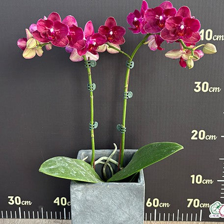 176283190825-Phal.%20I-Hsin%20Pixie%20Reds%20'2%20eyes'%20%E8%8D%89%E8%8E%93%E7%B2%BE%E9%9D%88%20'%E5%85%A9%E7%9C%BC'%20%E8%8A%B12.jpg