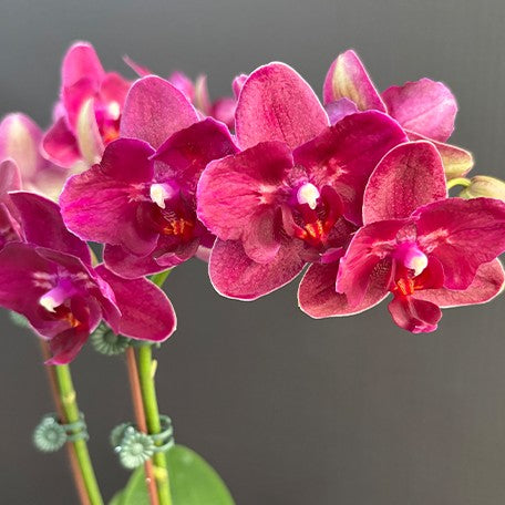 176283190827-Phal.%20I-Hsin%20Pixie%20Reds%20'2%20eyes'%20%E8%8D%89%E8%8E%93%E7%B2%BE%E9%9D%88%20'%E5%85%A9%E7%9C%BC'%20%E8%8A%B13.jpg
