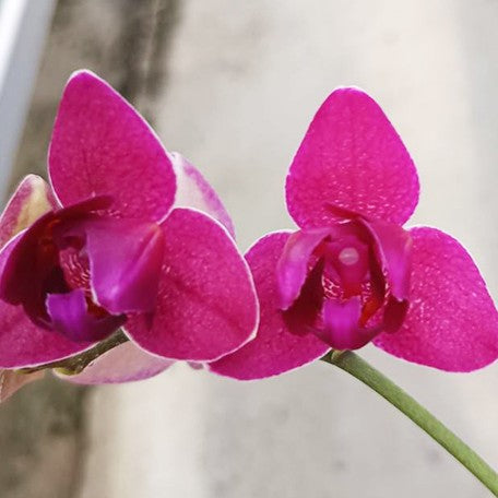 176283190838-Phal.%20I-Hsin%20Pixie%20Reds%20'2%20eyes'%20%E8%8D%89%E8%8E%93%E7%B2%BE%E9%9D%88%20'%E5%85%A9%E7%9C%BC'%20%E8%8A%B15.jpg