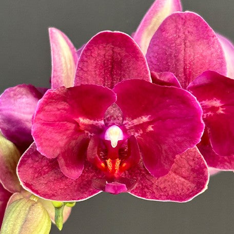 176283190843-Phal.%20I-Hsin%20Pixie%20Reds%20'2%20eyes'%20%E8%8D%89%E8%8E%93%E7%B2%BE%E9%9D%88%20'%E5%85%A9%E7%9C%BC'%20%E8%8A%B14.jpg