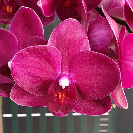 176283190846-Phal.%20I-Hsin%20Pixie%20Reds%20'2%20eyes'%20%E8%8D%89%E8%8E%93%E7%B2%BE%E9%9D%88%20'%E5%85%A9%E7%9C%BC'%20%E8%8A%B11.jpg