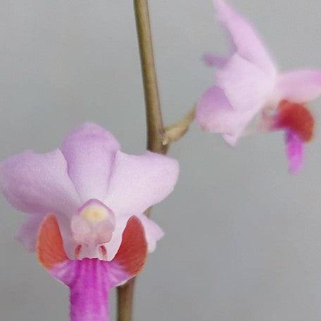176284098126-Phal.%20pulcherrima%20var.%20marmorata%20x%20sib%20%E8%8A%B14.jpg