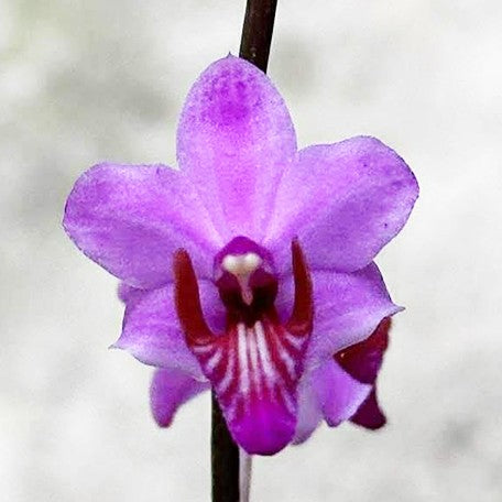 176284098147-Phal.%20pulcherrima%20var.%20marmorata%20x%20sib%20%E8%8A%B13.jpg