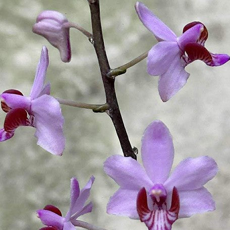 176284098163-Phal.%20pulcherrima%20var.%20marmorata%20x%20sib%20%E8%8A%B12.jpg