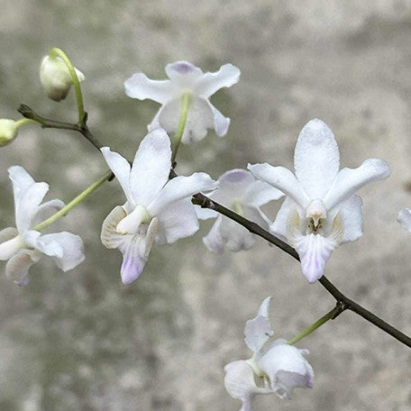 176284108183-Phal.%20pulcherrima%20var.%20marmorata%20x%20sib%20%E8%8A%B15.jpg