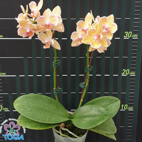 176299492314-Phal.%20I-Hsin%20Berry%20Cutie%20'Peloric'%20%E8%8E%93%E6%9E%9C%E5%8F%AF%E4%BA%BA%E5%85%92%20'%E8%8A%B1%E8%AE%8A%E7%95%B0'%20%E8%8A%B14.jpg