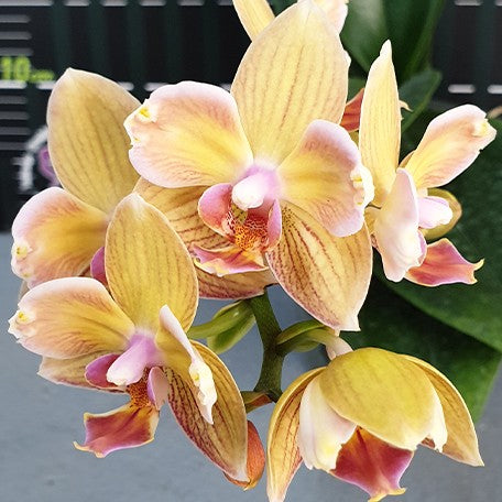 176299492317-Phal.%20I-Hsin%20Berry%20Cutie%20'Peloric'%20%E8%8E%93%E6%9E%9C%E5%8F%AF%E4%BA%BA%E5%85%92%20'%E8%8A%B1%E8%AE%8A%E7%95%B0'%20%E8%8A%B11.jpg