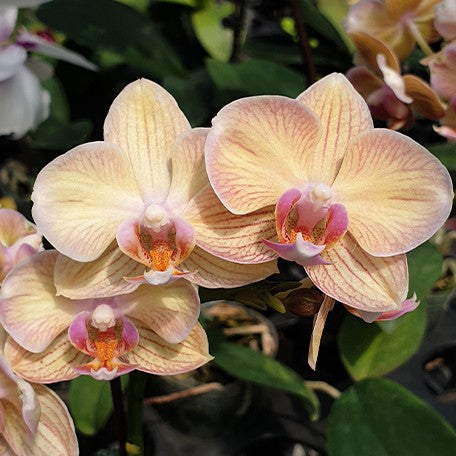 176299492362-Phal.%20I-Hsin%20Berry%20Cutie%20'Peloric'%20%E8%8E%93%E6%9E%9C%E5%8F%AF%E4%BA%BA%E5%85%92%20'%E8%8A%B1%E8%AE%8A%E7%95%B0'%20%E8%8A%B13.jpg