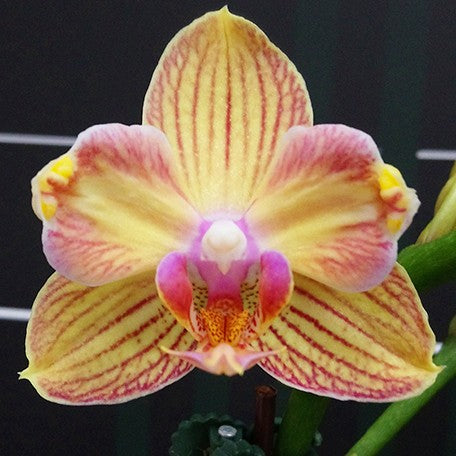 176299492364-Phal.%20I-Hsin%20Berry%20Cutie%20'Peloric'%20%E8%8E%93%E6%9E%9C%E5%8F%AF%E4%BA%BA%E5%85%92%20'%E8%8A%B1%E8%AE%8A%E7%95%B0'%20%E8%8A%B12.jpg