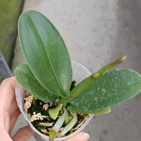 176299493826-Phal.%20I-Hsin%20Berry%20Cutie%20'Peloric'%20%E8%8E%93%E6%9E%9C%E5%8F%AF%E4%BA%BA%E5%85%92%20'%E8%8A%B1%E8%AE%8A%E7%95%B0'%20%E6%A4%8D%E6%A0%AA2.5''1.jpg