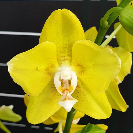 176301928919-Phal.%20Sogo%20Meili%20'2%20eyes'%20%E6%A2%85%E8%8E%89%20'%E5%85%A9%E7%9C%BC'%20%E8%8A%B14.jpg