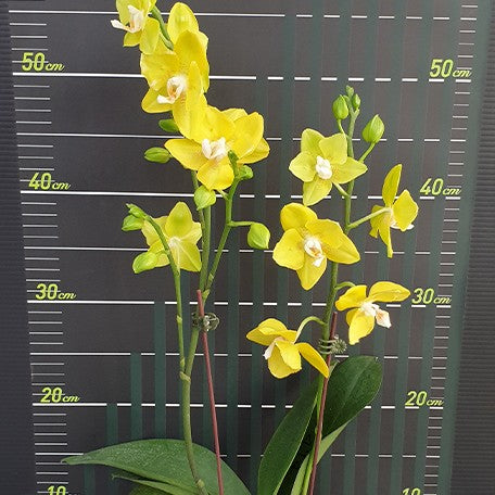 176301928965-Phal.%20Sogo%20Meili%20'2%20eyes'%20%E6%A2%85%E8%8E%89%20'%E5%85%A9%E7%9C%BC'%20%E8%8A%B12.jpg