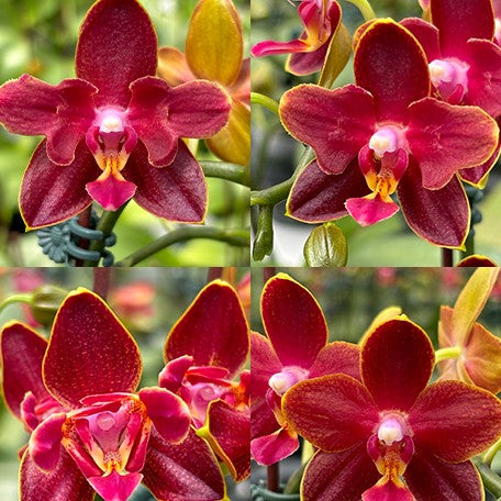 176301983538-Phal.%20Sogo%20Red%20Star%20'2%20eyes'%20%E7%B4%85%E6%98%9F%20'%E5%85%A9%E7%9C%BC'%20%E8%8A%B14.jpg