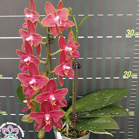 176301983562-Phal.%20Sogo%20Red%20Star%20'2%20eyes'%20%E7%B4%85%E6%98%9F%20'%E5%85%A9%E7%9C%BC'%20%E8%8A%B11.jpg