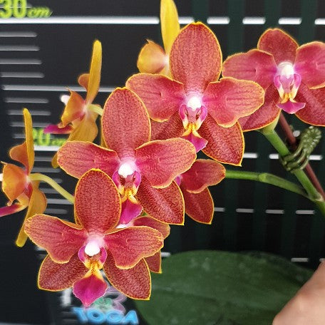 176301983581-Phal.%20Sogo%20Red%20Star%20'2%20eyes'%20%E7%B4%85%E6%98%9F%20'%E5%85%A9%E7%9C%BC'%20%E8%8A%B12.jpg