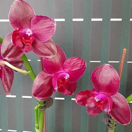 176302192651-Phal.%20Sogo%20Relex%20'2%20eyes'%20%E8%95%8A%E5%A8%9C%E7%B5%B2%20'%E5%85%A9%E7%9C%BC'%20%E8%8A%B12.jpg