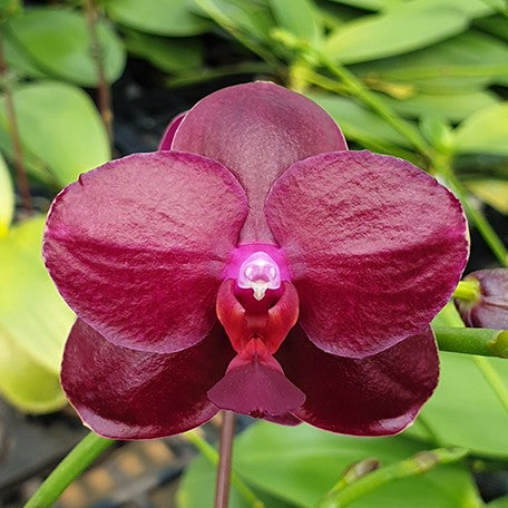 176302192672-Phal.%20Sogo%20Relex%20'2%20eyes'%20%E8%95%8A%E5%A8%9C%E7%B5%B2%20'%E5%85%A9%E7%9C%BC'%20%E8%8A%B14.jpg