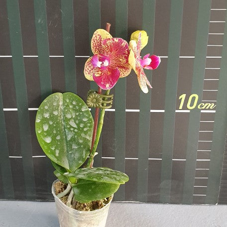 176302256014-Phal.%20Sogo%20Vieker%20'2%20eyes'%20%E7%BE%8E%E7%90%AA%E7%B6%AD%E5%85%8B%20'%E5%85%A9%E7%9C%BC'%20%E8%8A%B15.jpg