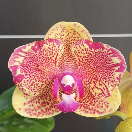 176302256056-Phal.%20Sogo%20Vieker%20'2%20eyes'%20%E7%BE%8E%E7%90%AA%E7%B6%AD%E5%85%8B%20'%E5%85%A9%E7%9C%BC'%20%E8%8A%B14.jpg
