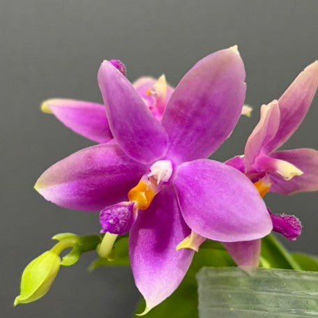 176307872033-Phal.%20bellina%20var.%20blue%20%C3%97%20tetraspis%20var.%20coffee%20%E7%BE%8E%E9%BA%97%E5%A8%9C%E8%97%8D%E8%AE%8A%E7%A8%AE%20%C3%97%20%E5%92%96%E5%95%A1%E9%90%B5%E7%88%AA%20%E8%8A%B12.jpg