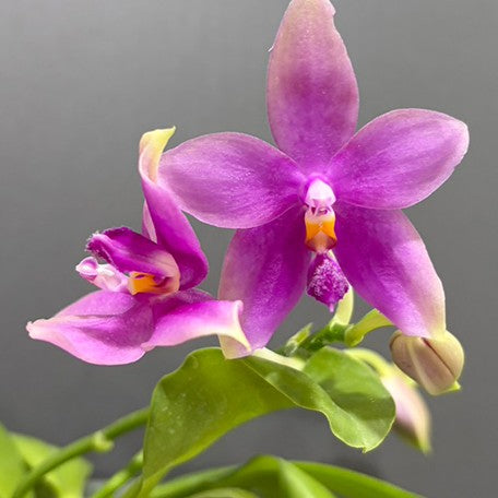 176307872044-Phal.%20bellina%20var.%20blue%20%C3%97%20tetraspis%20var.%20coffee%20%E7%BE%8E%E9%BA%97%E5%A8%9C%E8%97%8D%E8%AE%8A%E7%A8%AE%20%C3%97%20%E5%92%96%E5%95%A1%E9%90%B5%E7%88%AA%20%E8%8A%B15.jpg
