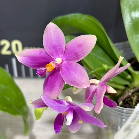 176307872069-Phal.%20bellina%20var.%20blue%20%C3%97%20tetraspis%20var.%20coffee%20%E7%BE%8E%E9%BA%97%E5%A8%9C%E8%97%8D%E8%AE%8A%E7%A8%AE%20%C3%97%20%E5%92%96%E5%95%A1%E9%90%B5%E7%88%AA%20%E8%8A%B13.jpg
