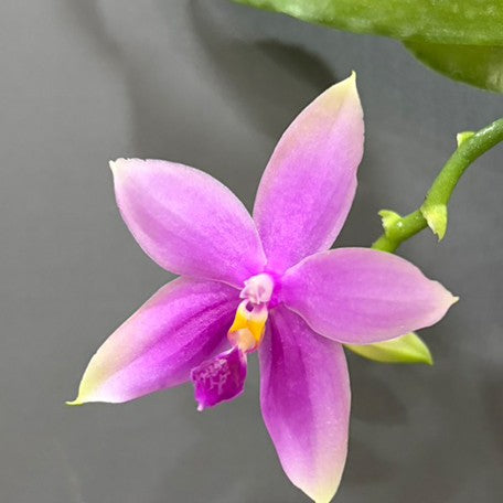 176307872078-Phal.%20bellina%20var.%20blue%20%C3%97%20tetraspis%20var.%20coffee%20%E7%BE%8E%E9%BA%97%E5%A8%9C%E8%97%8D%E8%AE%8A%E7%A8%AE%20%C3%97%20%E5%92%96%E5%95%A1%E9%90%B5%E7%88%AA%20%E8%8A%B14.jpg